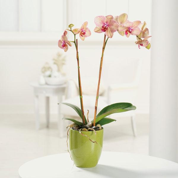 Double Phalaenopsis Orchid