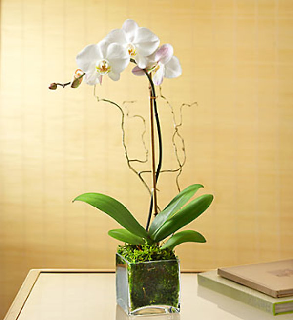White orchid