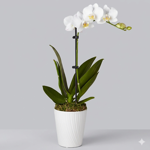 White orchid