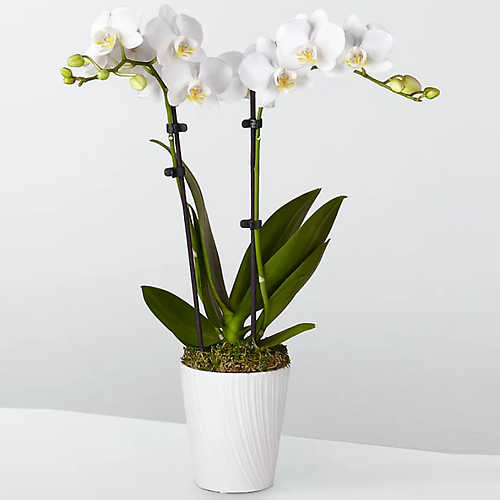 Double Phalaenopsis Orchid